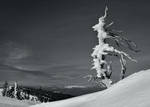 Resisting the Wind by CezarMart