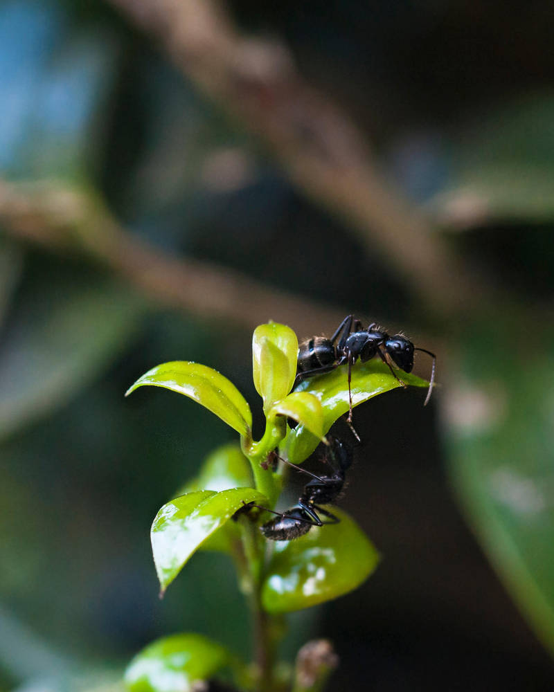 aphid shepherds by yabbles