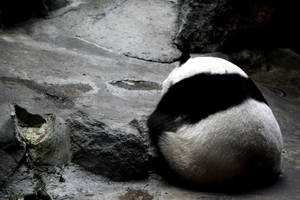 WATCH IT. I'm camera shy... by fuchima