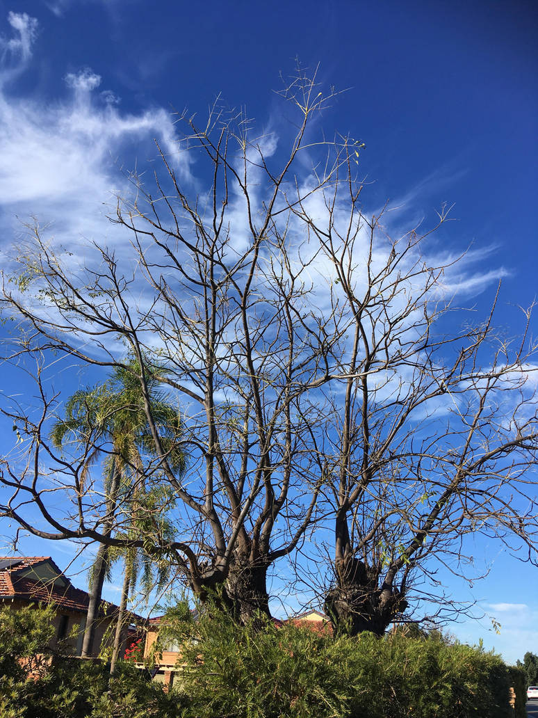 Dying Trees 23 5 2018 By Saraeustace91 On Deviantart