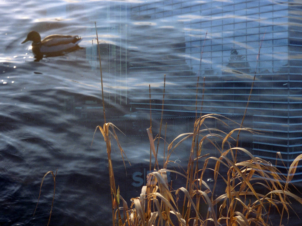 FilmSwap: Bankers Dream about Ducks Too by Helkathon