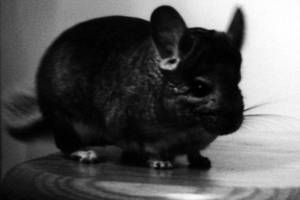 Chinchilla by mshimer5