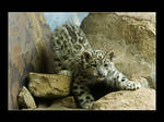 Baby Snow Leopard 2 by acojon