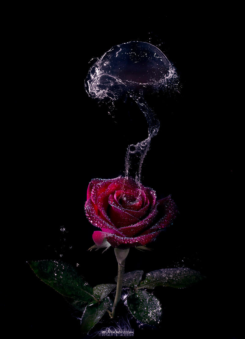 Agaricus Rose Campestris by alexiuss