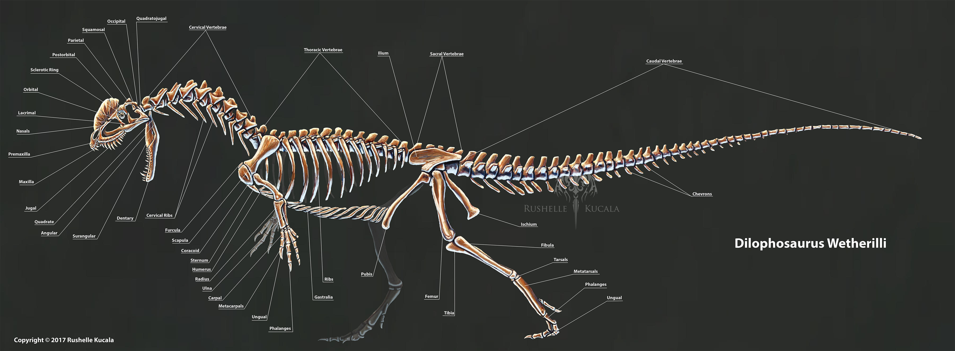 Dilophosaurus Wetherilli Skeleton Study by TheDragonofDoom on DeviantArt