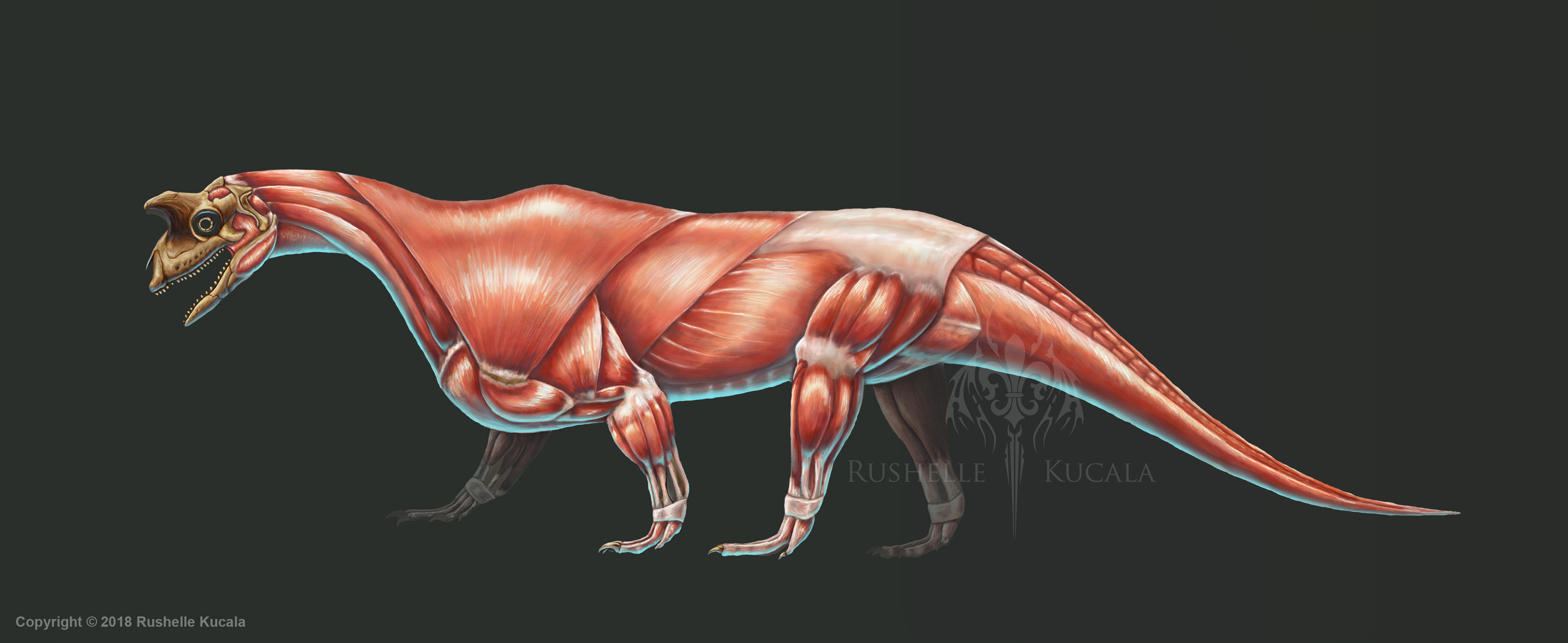Shringasaurus Indicus Muscle Study (No Labels) by TheDragonofDoom