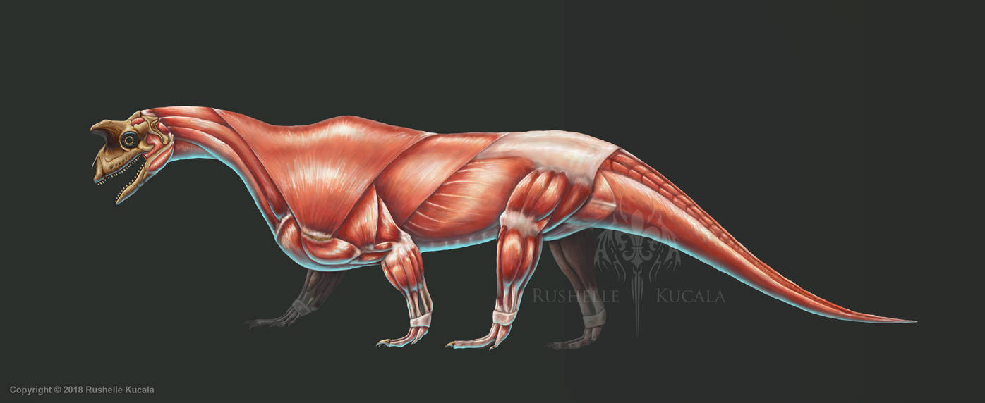 Shringasaurus Indicus Muscle Study (No Labels) by TheDragonofDoom