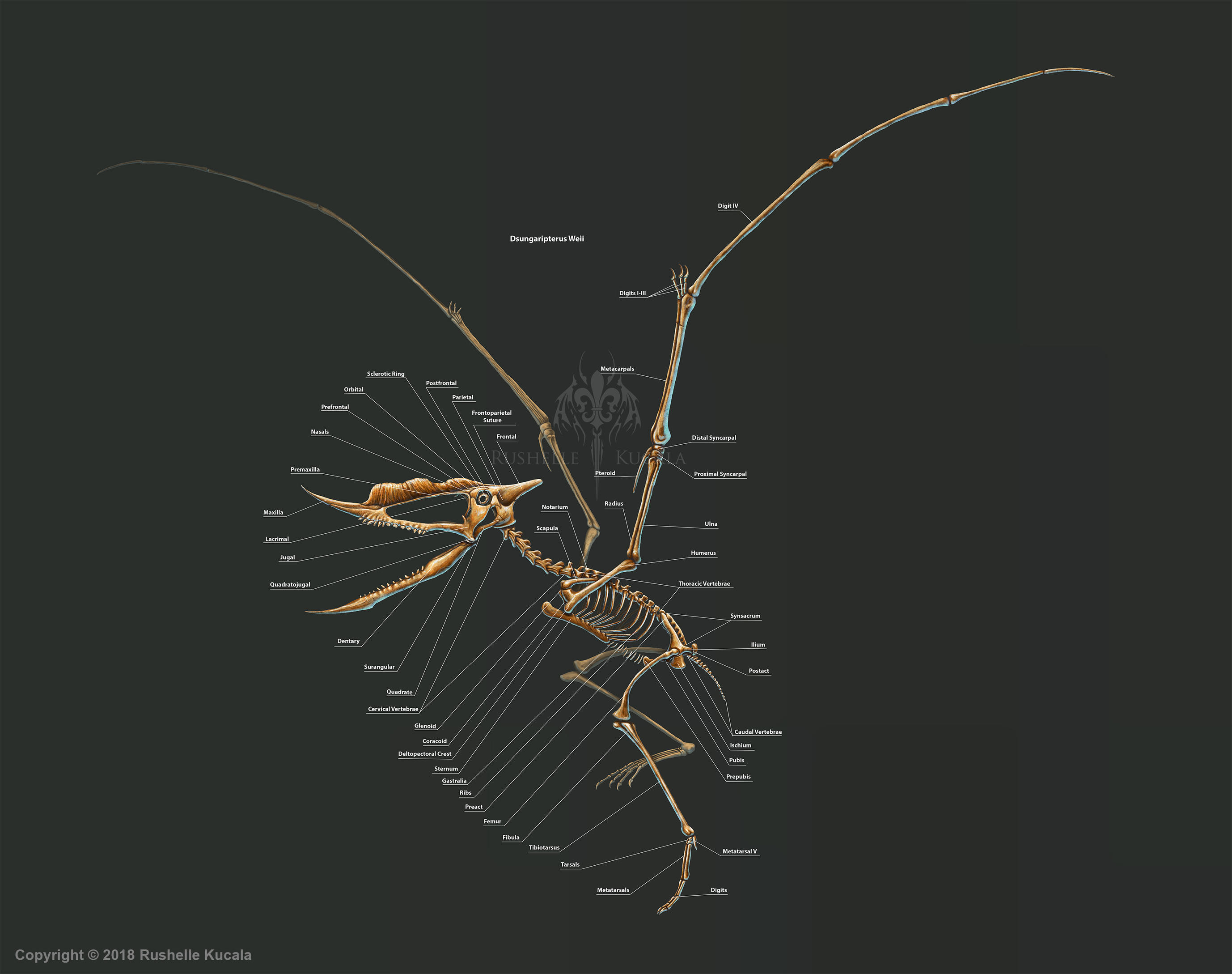 Dsungaripterus Weii Skeleton Study by TheDragonofDoom