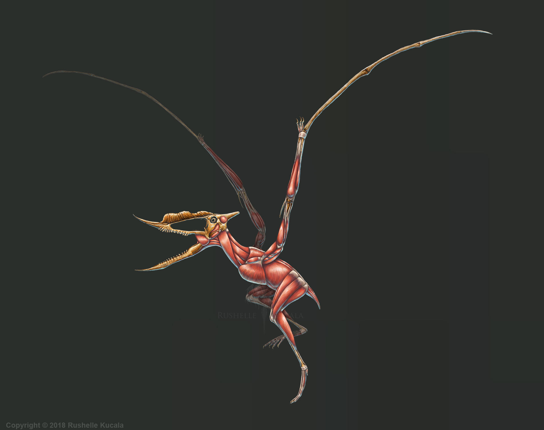 Dsungaripterus Weii Muscle Study (No Labels) by TheDragonofDoom