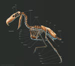 Kelenken Guillermoi Skeleton Study by TheDragonofDoom