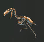 Kelenken Guillermoi Skeleton Study (No Labels) by TheDragonofDoom