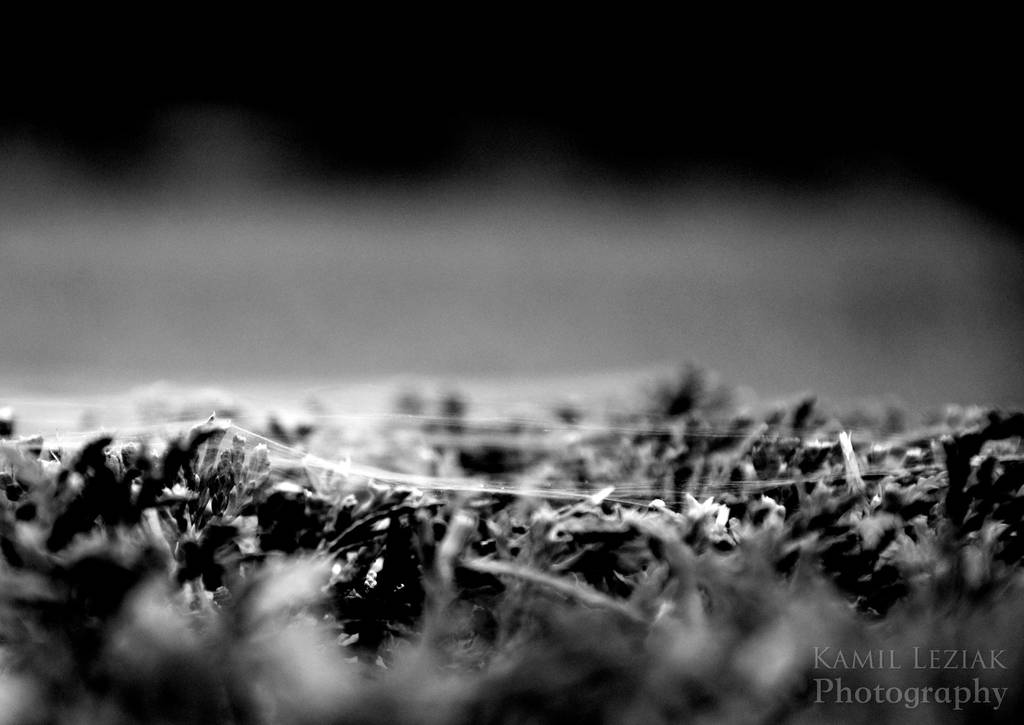 Spider's web by vertiser Spider's web by vertiser