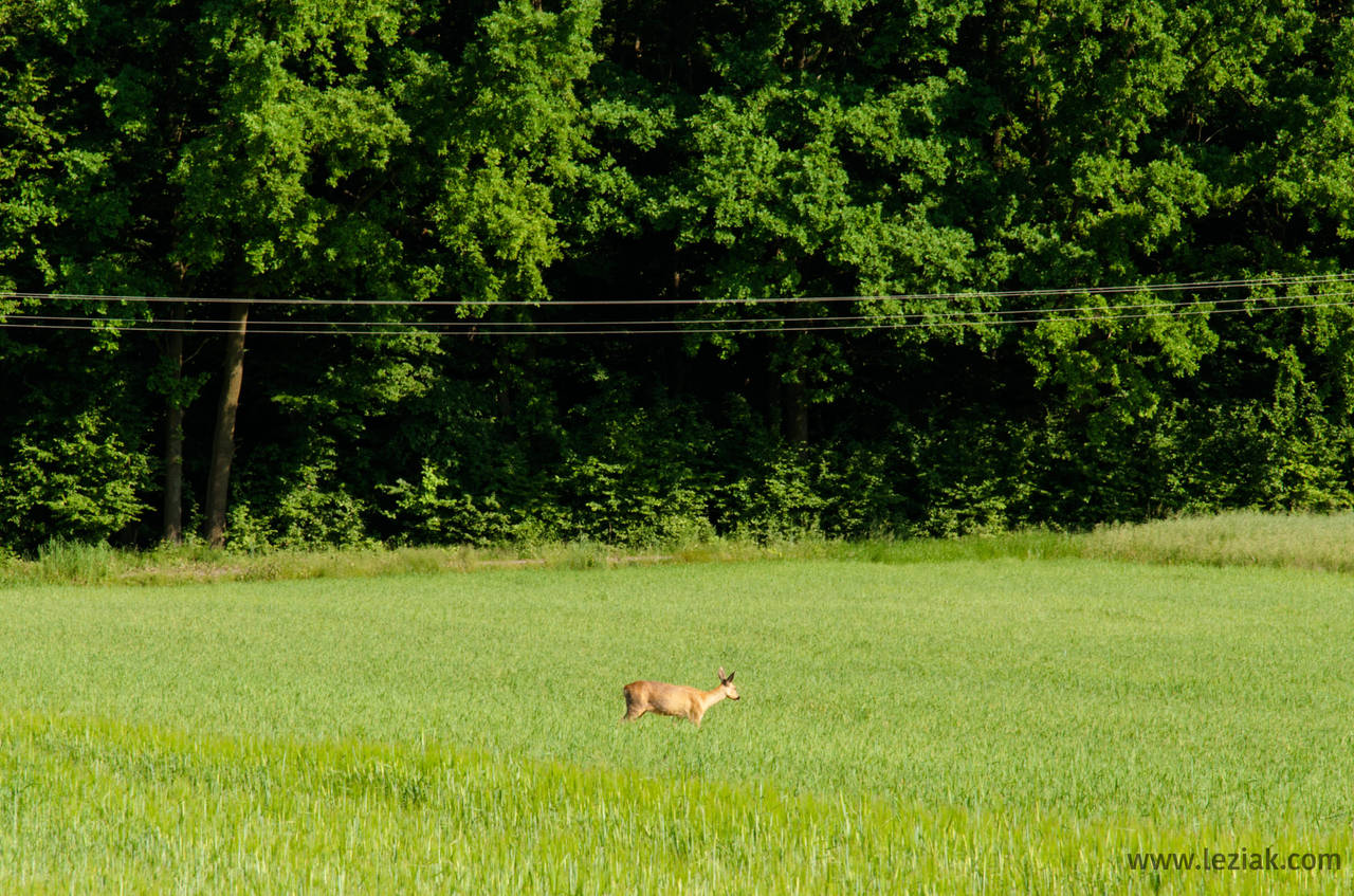 Roe deer by vertiser
