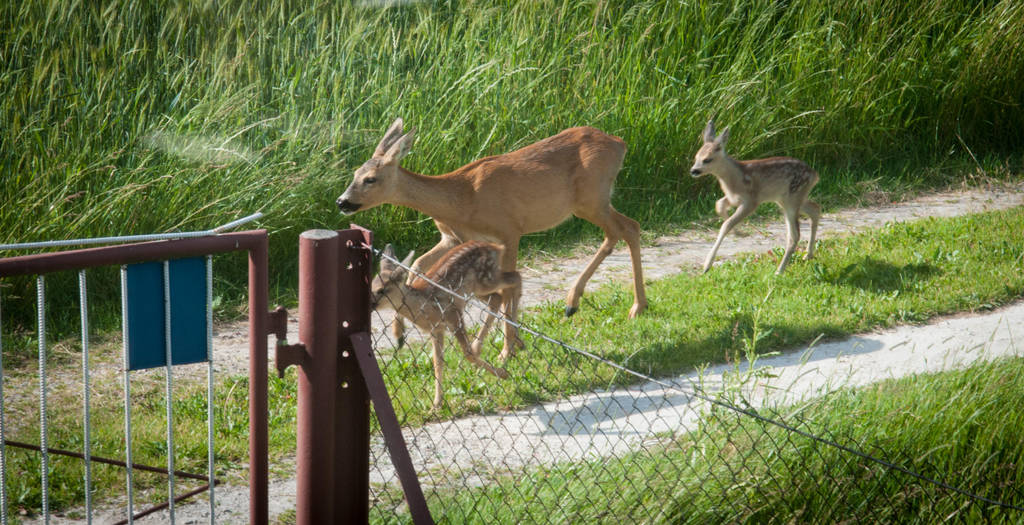 Roe deers by vertiser