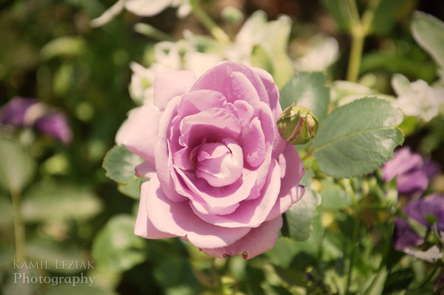 Pink rose by vertiser