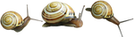 snails png by gd08