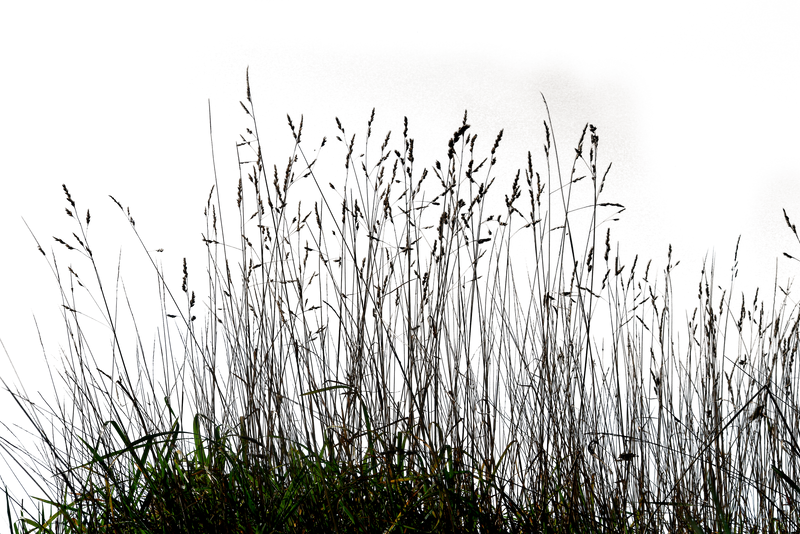 Grass 03 png by gd08