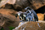 4 Penguins HDR In Galapagos 1 by photoboy1002001