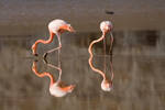 Flamingos Brilliant Reflection by photoboy1002001