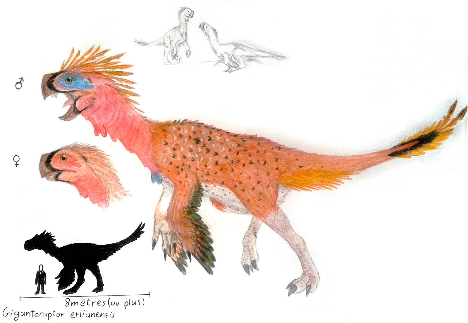 Gigantoraptor erlianensis by ZeWqt