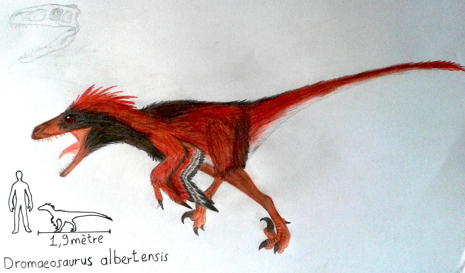 Dromaeosaurus albertensis by ZeWqt