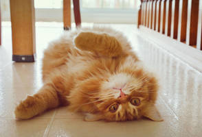 I can has belly rubs? by K-milla