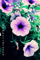 hanging basket by KZiggy