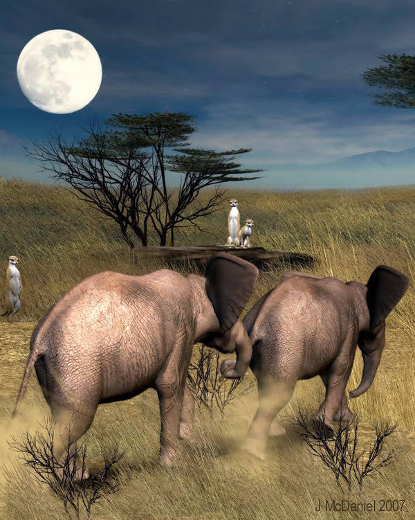 Baby Elephant Walk by jjean21