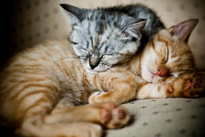 3920 by trisslikescherries