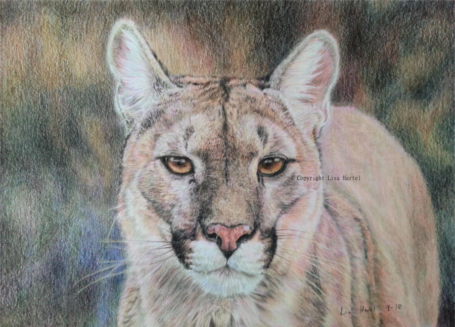 Puma The cat of many names by BeckyKidus on DeviantArt