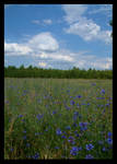 Field of Blue by evaPM