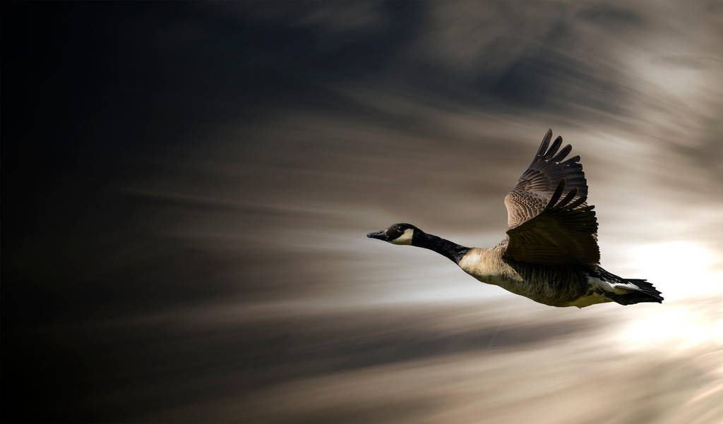 Goose in Flight by adamstephensonscfc