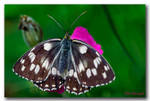 Butterfly - 4 by Celal61