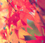 AbunchOfMeFall. by airicalush