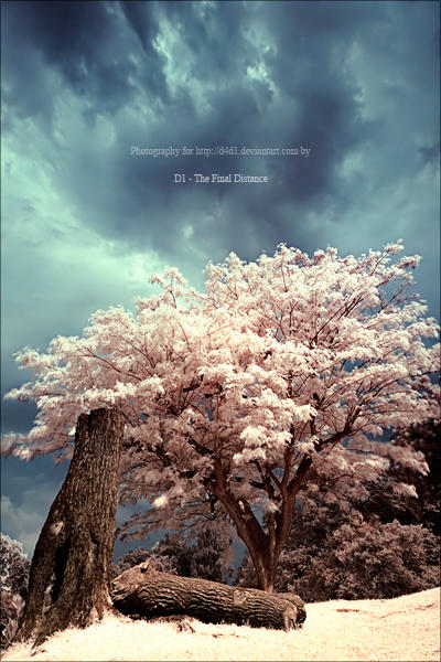 a piece always be missing by D4D1