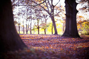 Naked Trees - Day 98 by escaped-emotions