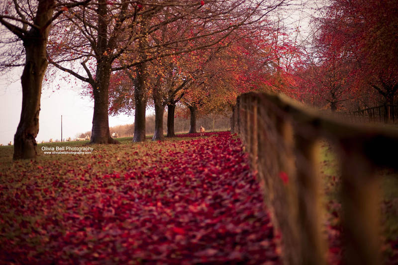 Autumn is alive... Day 106 by escaped-emotions