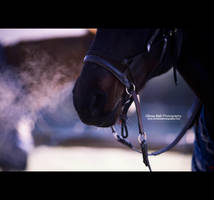 The Morning Chill - Day 114 by escaped-emotions