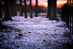 Winter is on fire... Day 116 by escaped-emotions