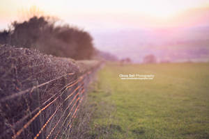 Sun-kissed Hedges - Day 230 by escaped-emotions