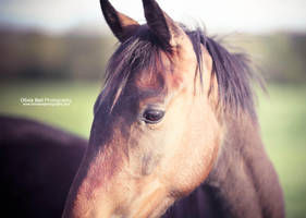 Attention - Day 251 by escaped-emotions