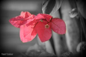 Pink Flower by yael16