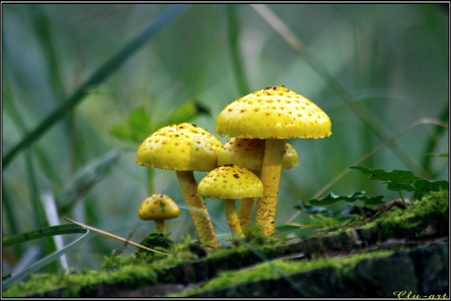 Mushrooms are Forest Gold by Clu-art