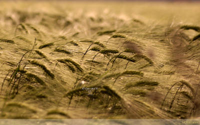 Cornfield Wallpaper by Clu-art
