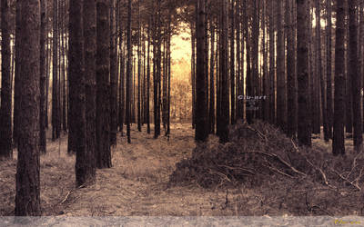 Golden Forest Wallpaper by Clu-art