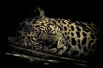Amur Leopar: Boris by xsiorcanna