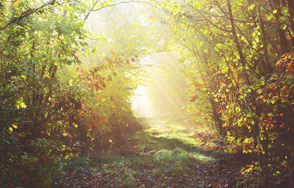 Path of light/chemin de lumiere by DavidMnr on DeviantArt