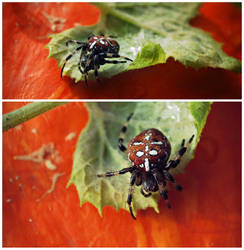 Pumpkin Spider by hakukamizaki