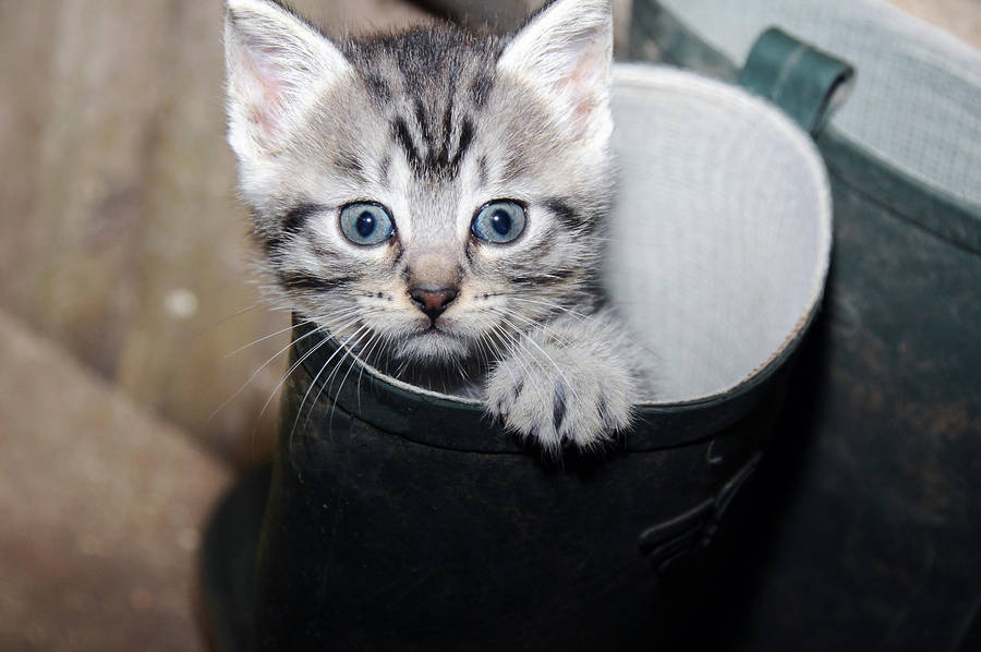 Cat in Rain Boot by darkshadowwing on DeviantArt