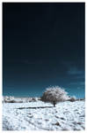 Winter.. by Roman89